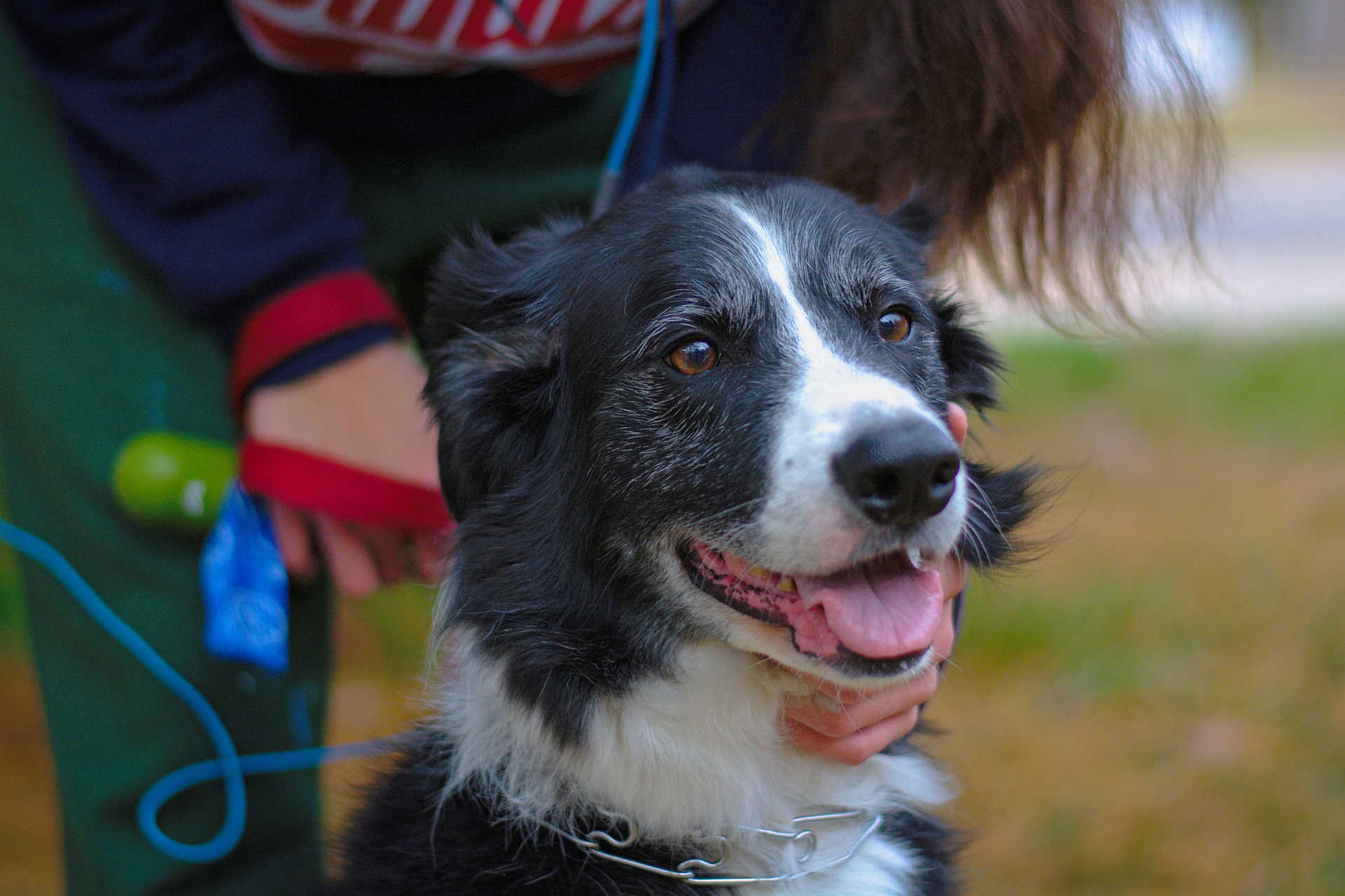 Border Collie