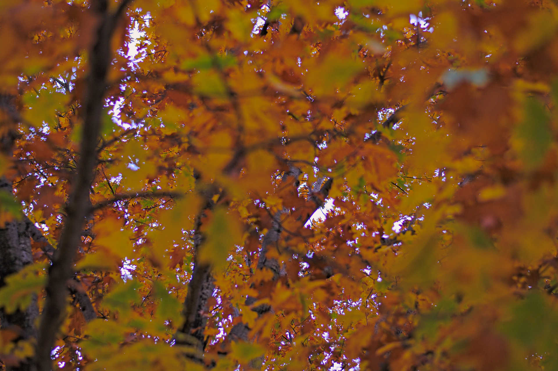 Fall Leaves