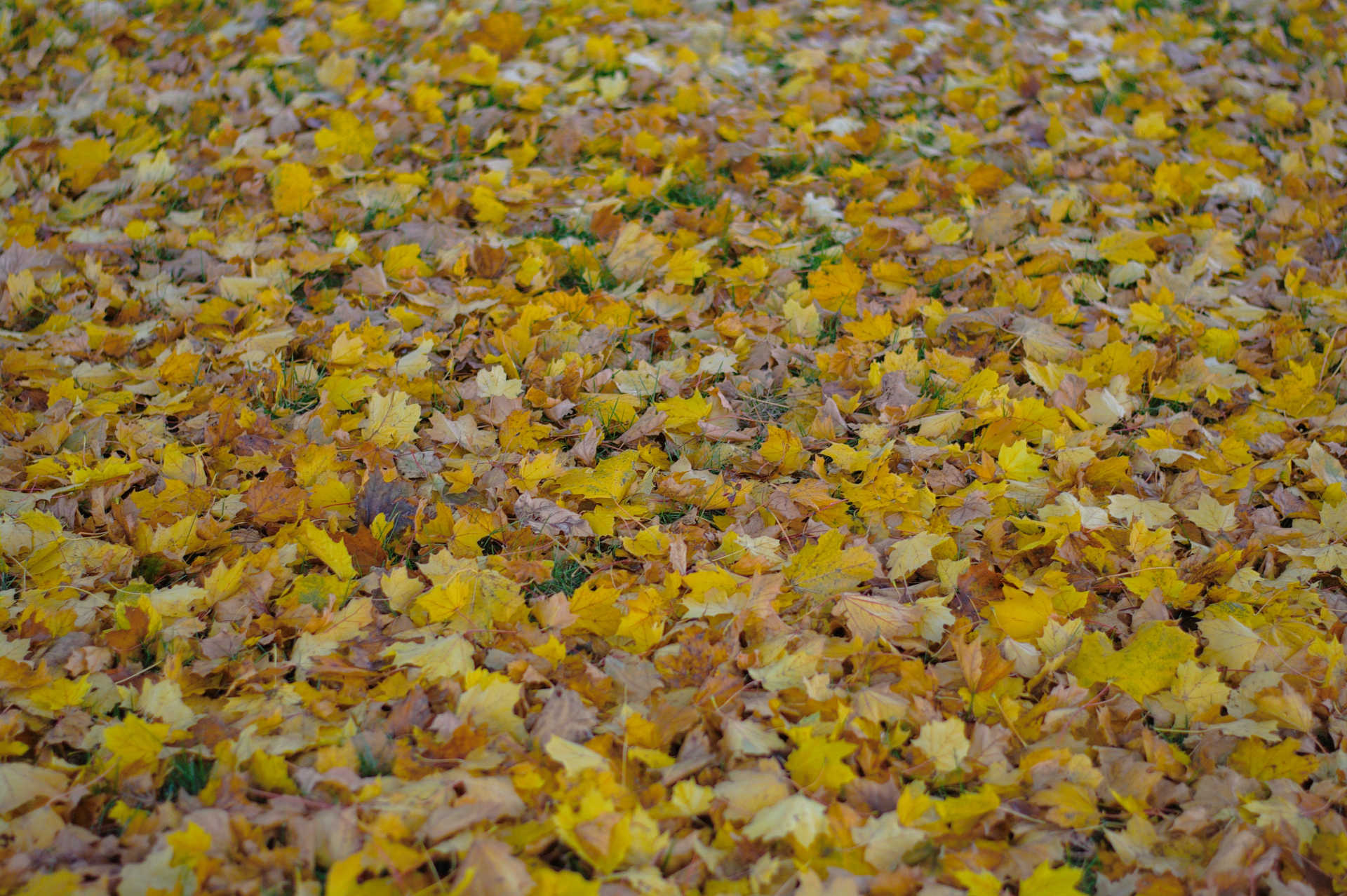 Fall Leaves