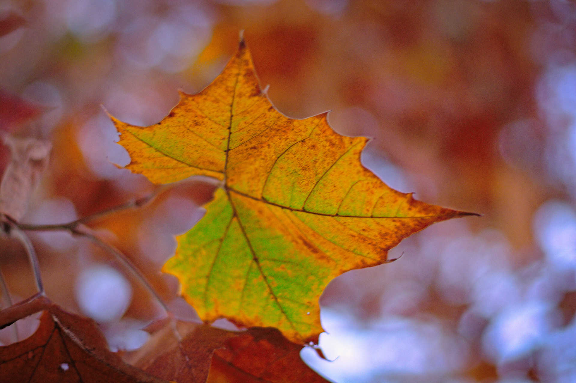 Fall Leaves