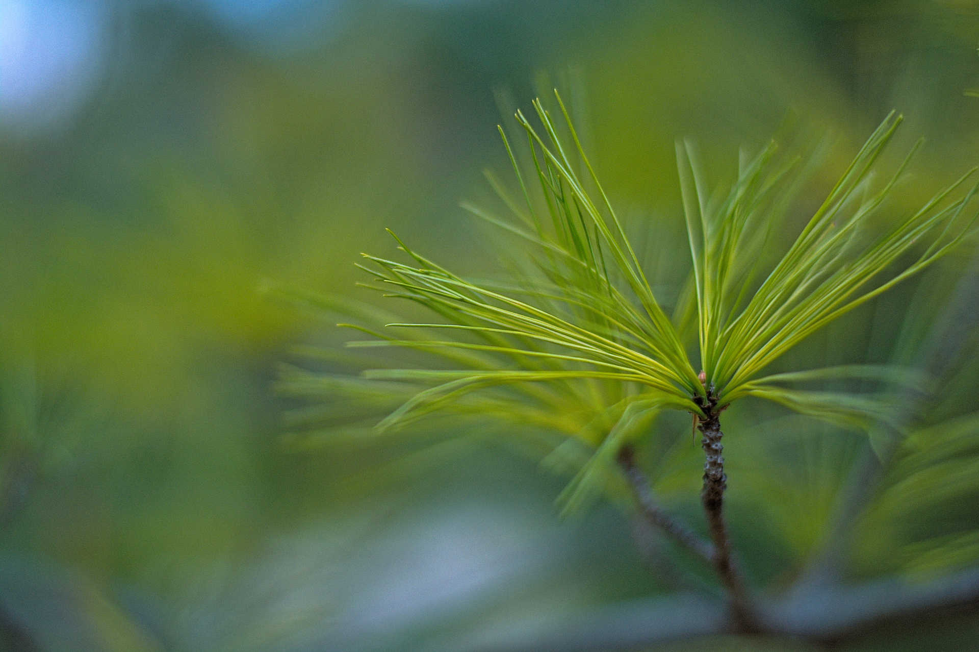 Pine Needles