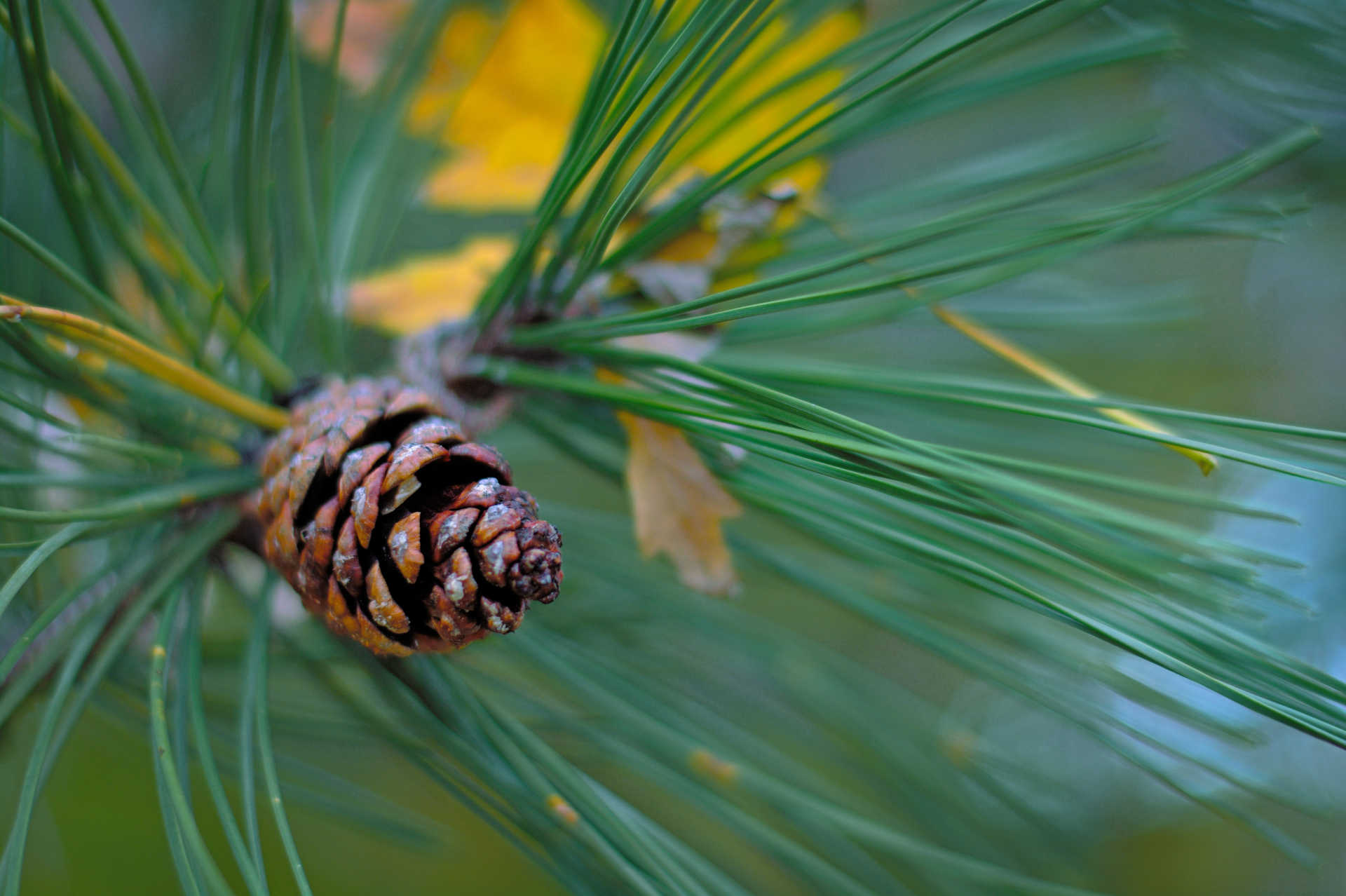 Pine cone