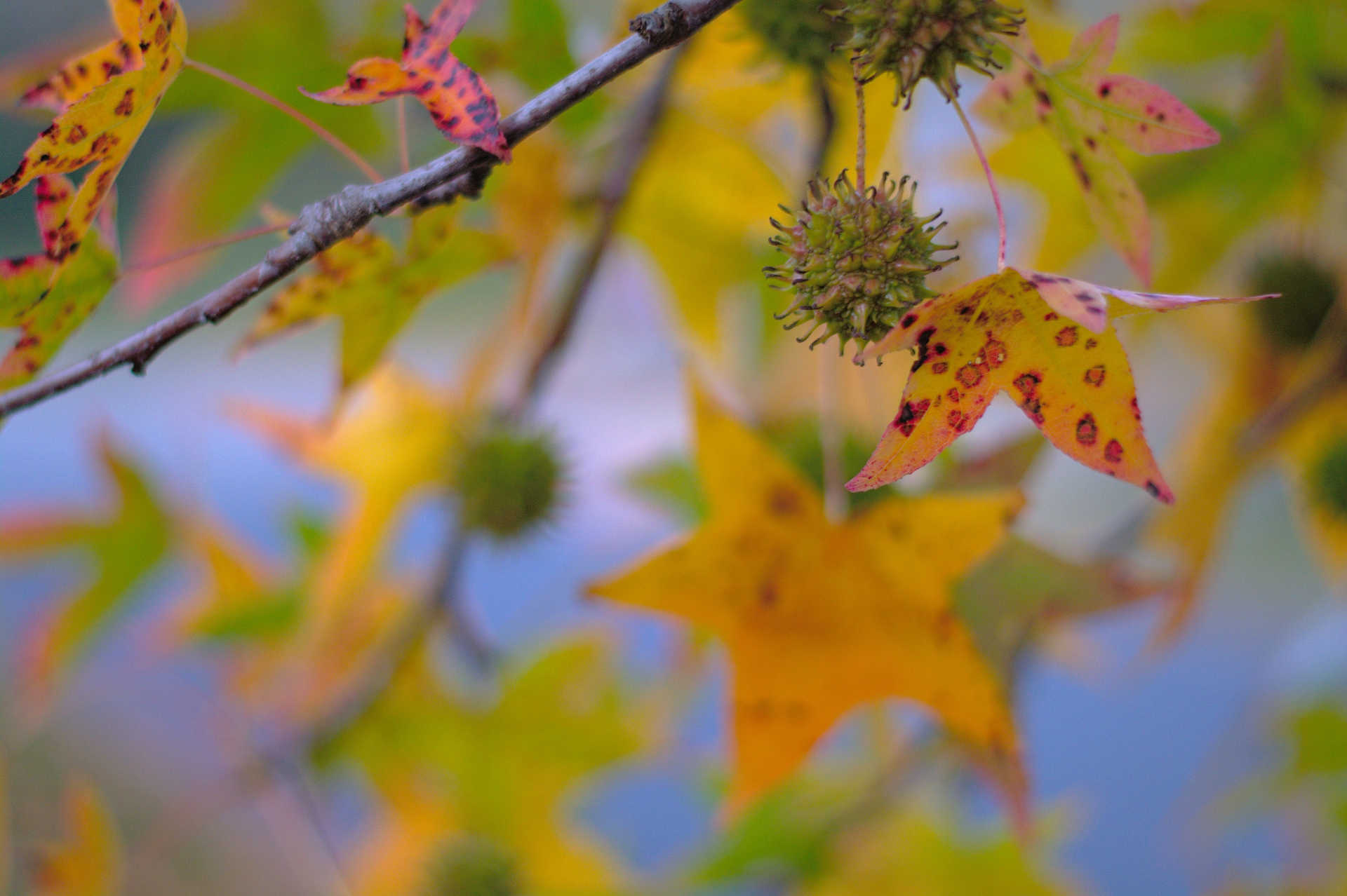 American Sweet Gum Fruit