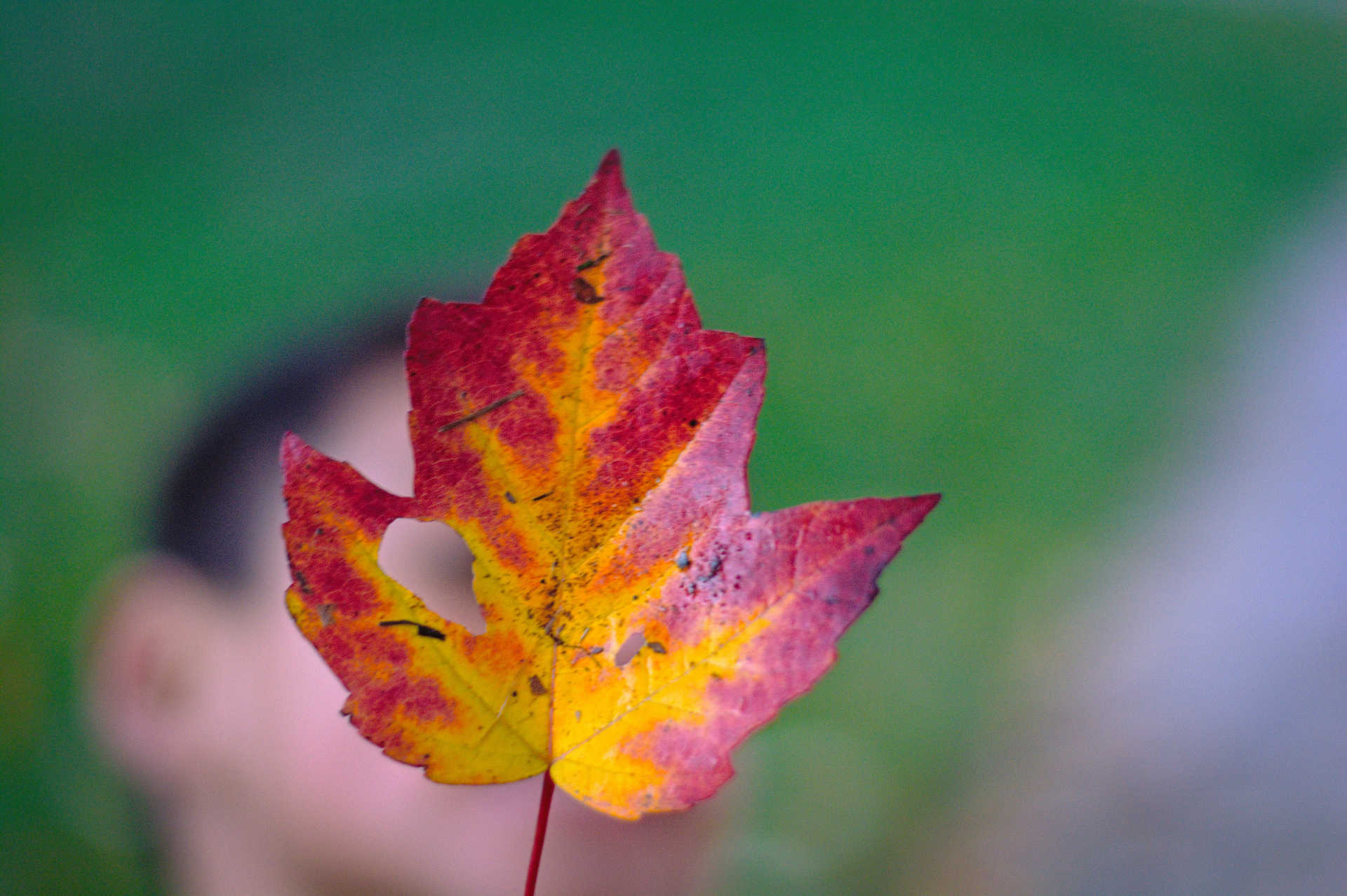 Looking Through a Leaf